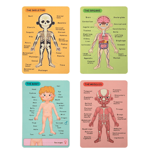 Magnetic Body Puzzle Chart